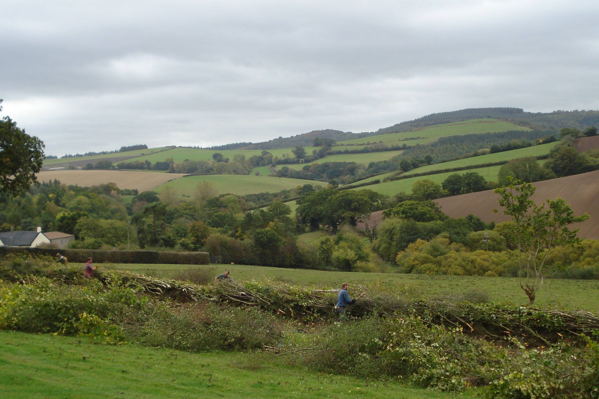 Laying a Devon-style hedge, near Drewsteignton, Dartmoor