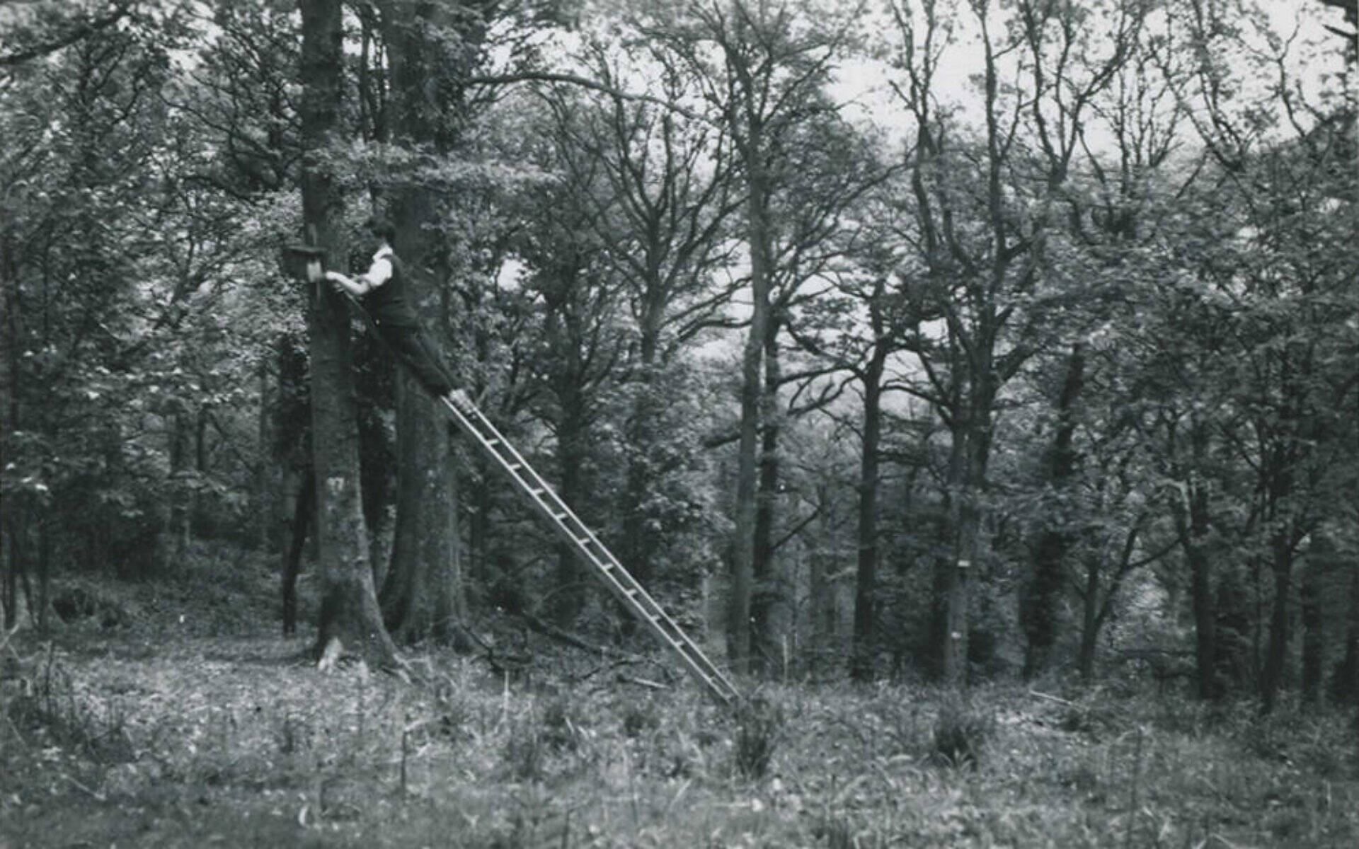 The Clearing: My Father’s Nest Boxes